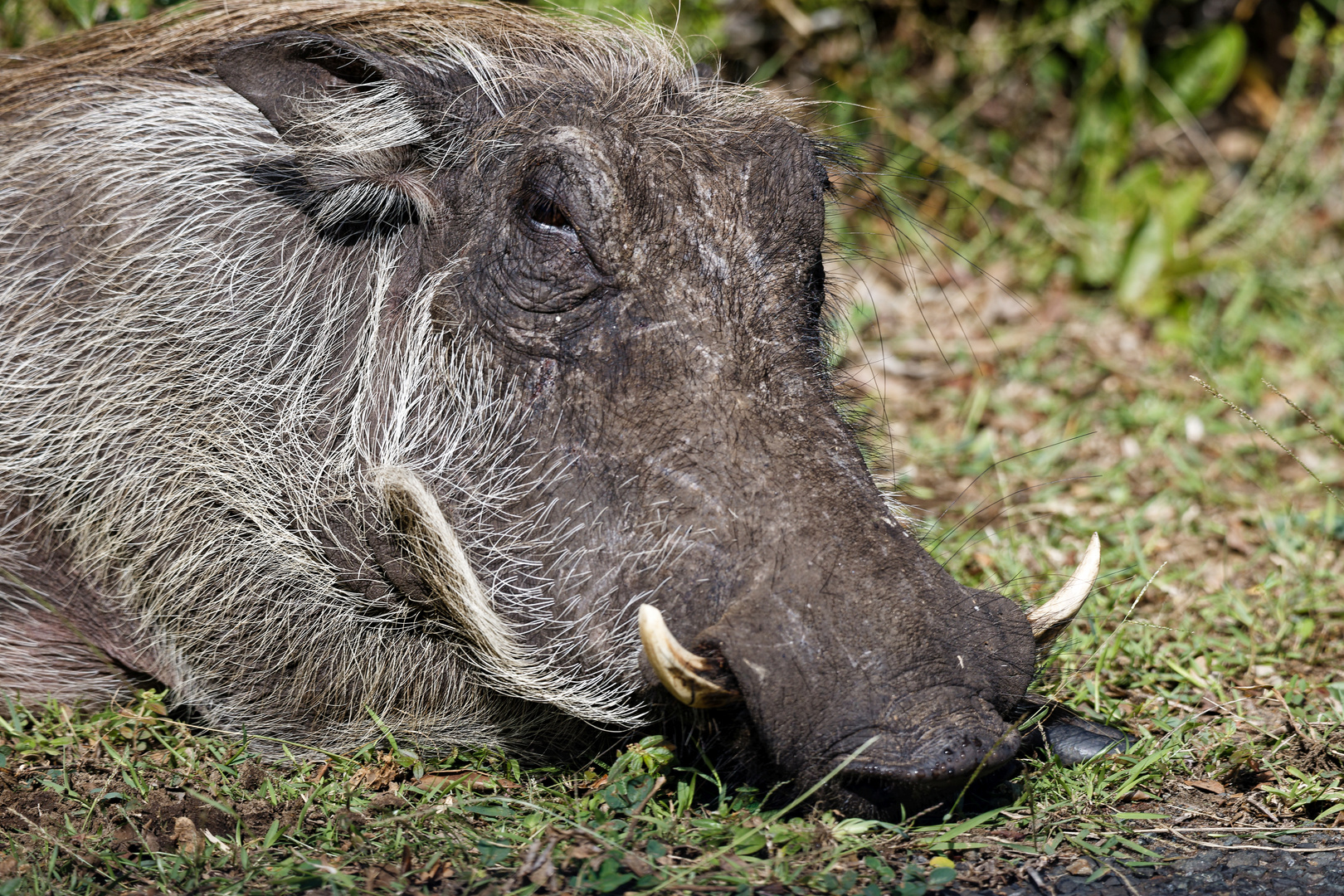 Warzenschwein