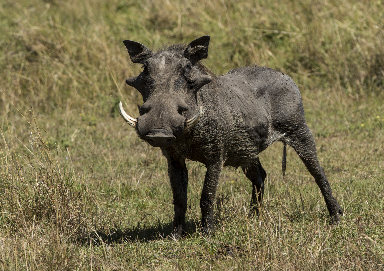 Warzenschwein Foto &amp; Bild | tiere, wildlife, säugetiere Bilder auf ...
