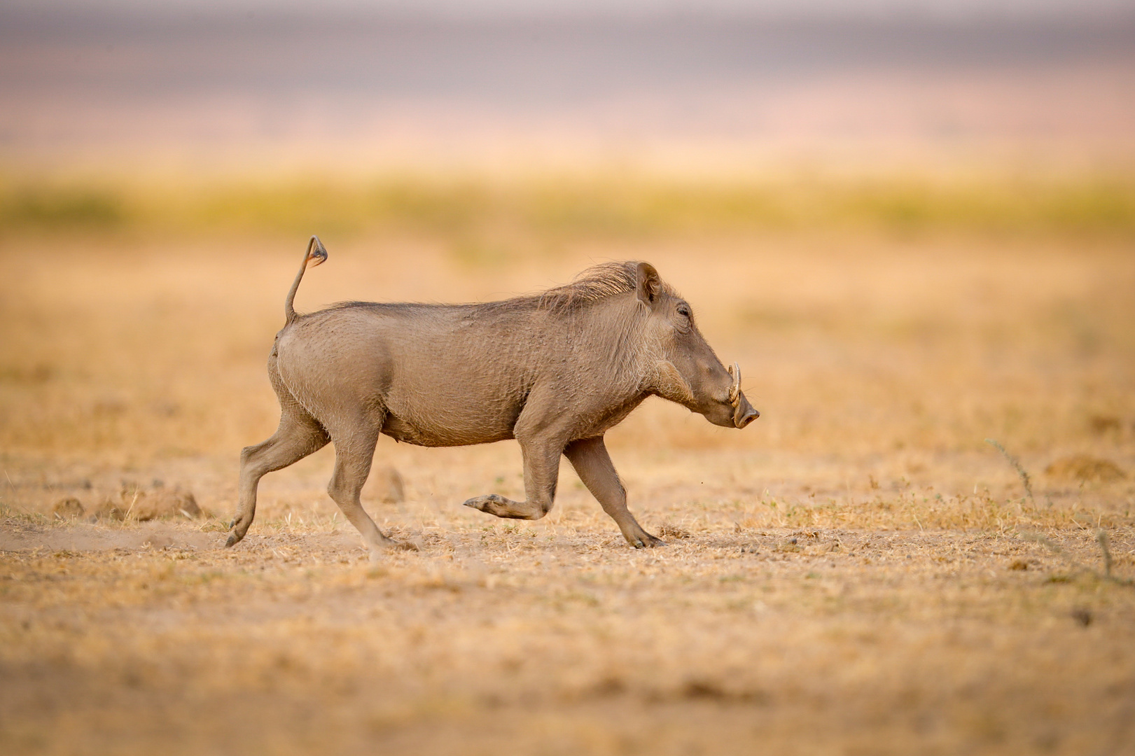 Warzenschwein