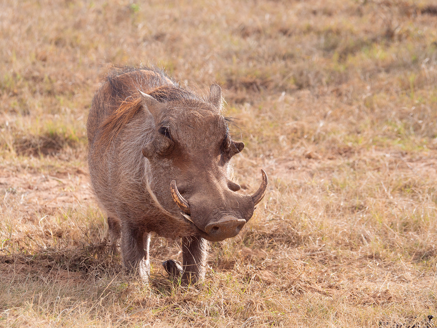 Warzenschwein