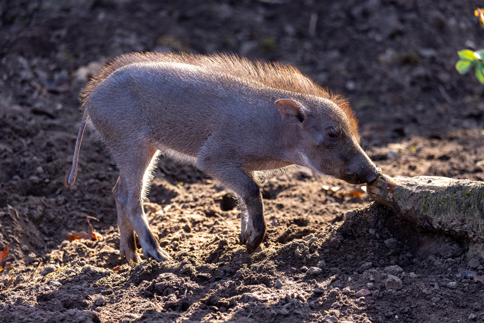 Warzenschwein