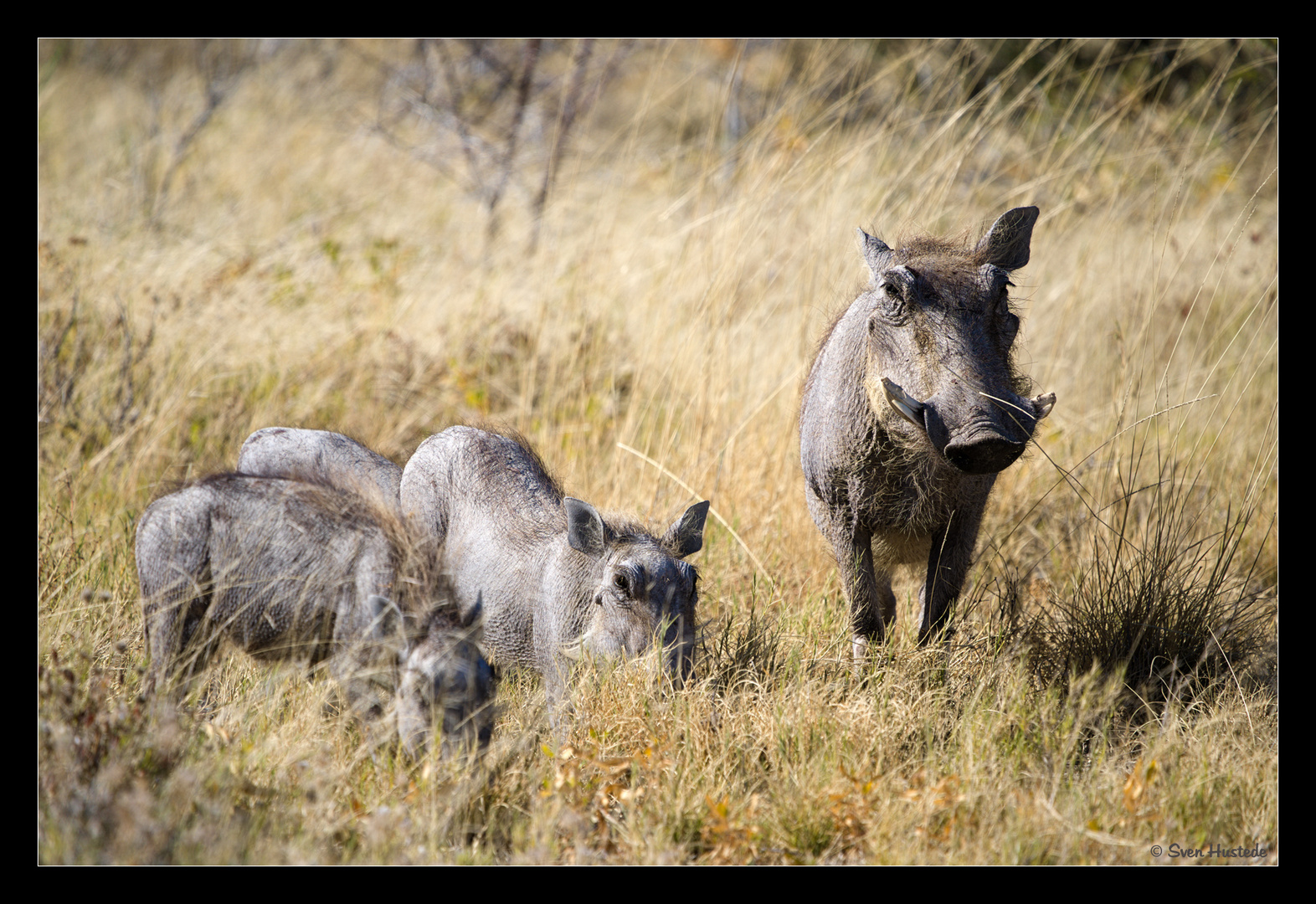 Warzenschwein