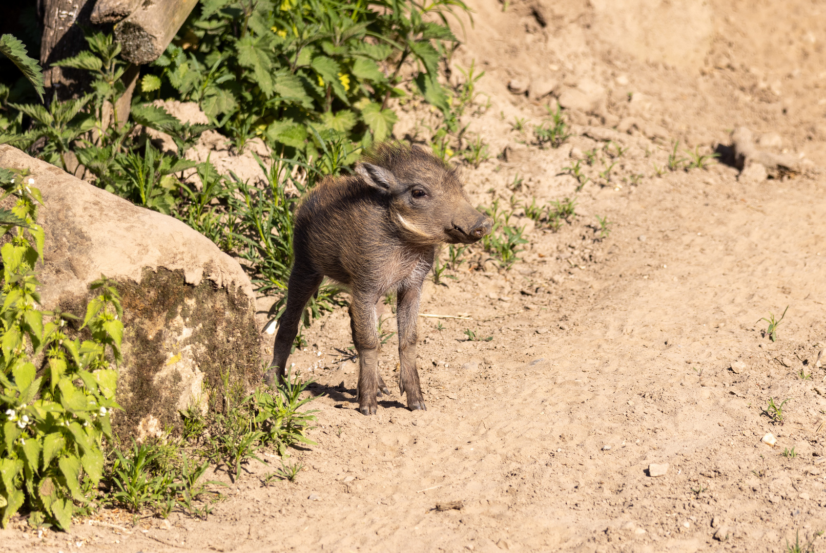 Warzenschwein