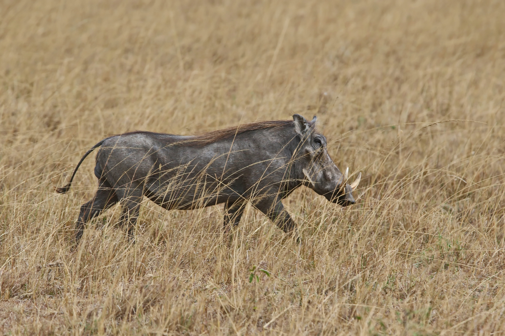 Warzenschwein