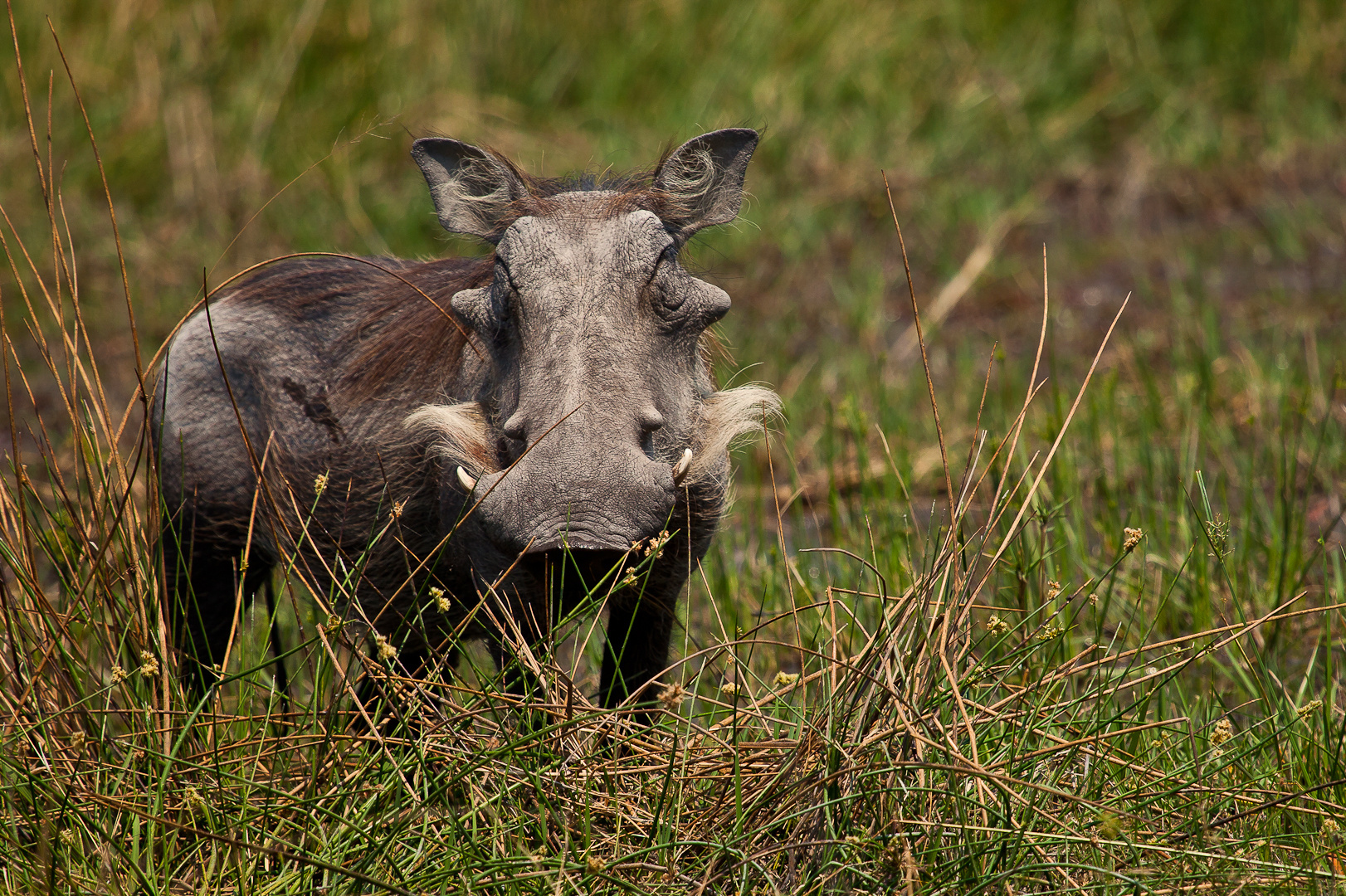 Warzenschwein Foto &amp; Bild | africa, southern africa, botswana 2011 ...