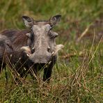 Warzenschwein