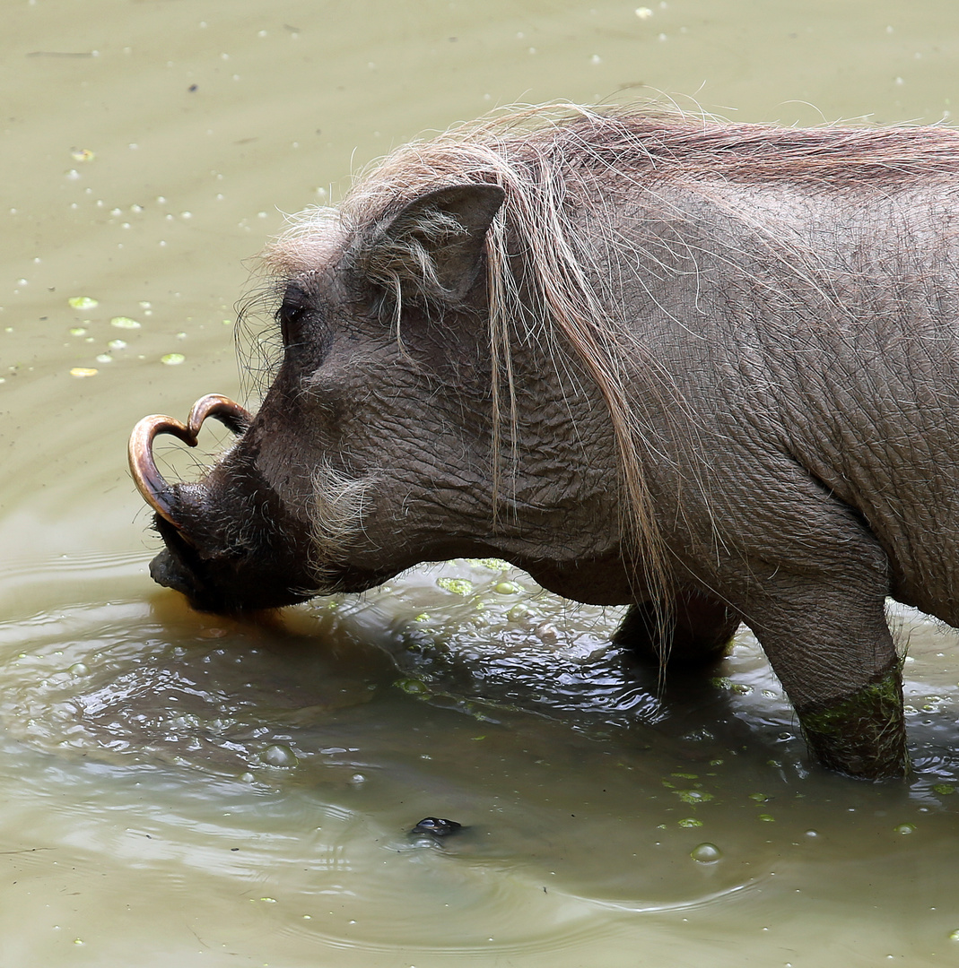 Warzenschwein