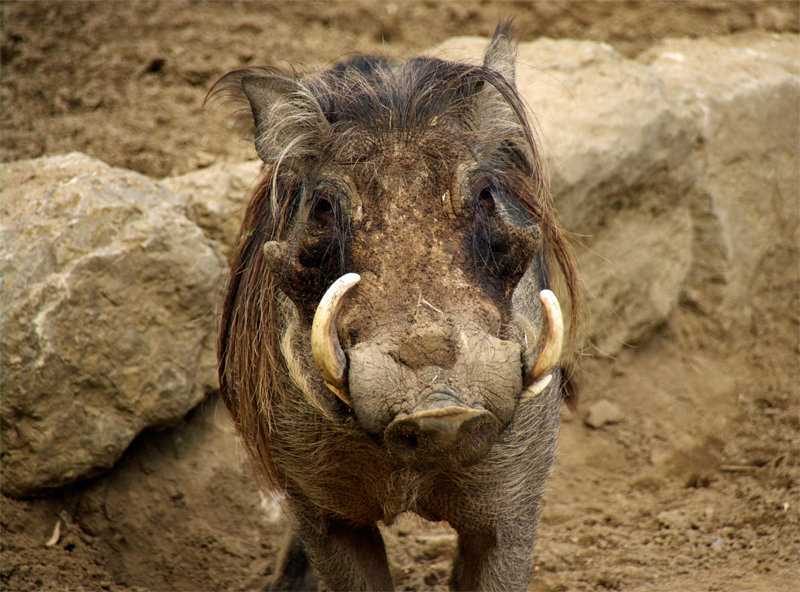 Warzenschwein