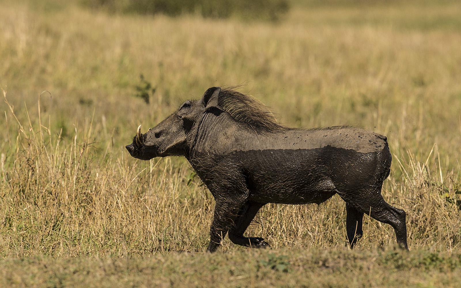 Warzenschwein