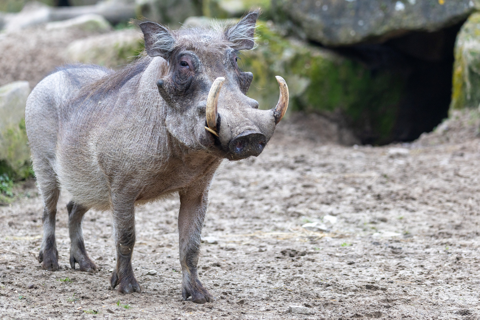 Warzenschwein