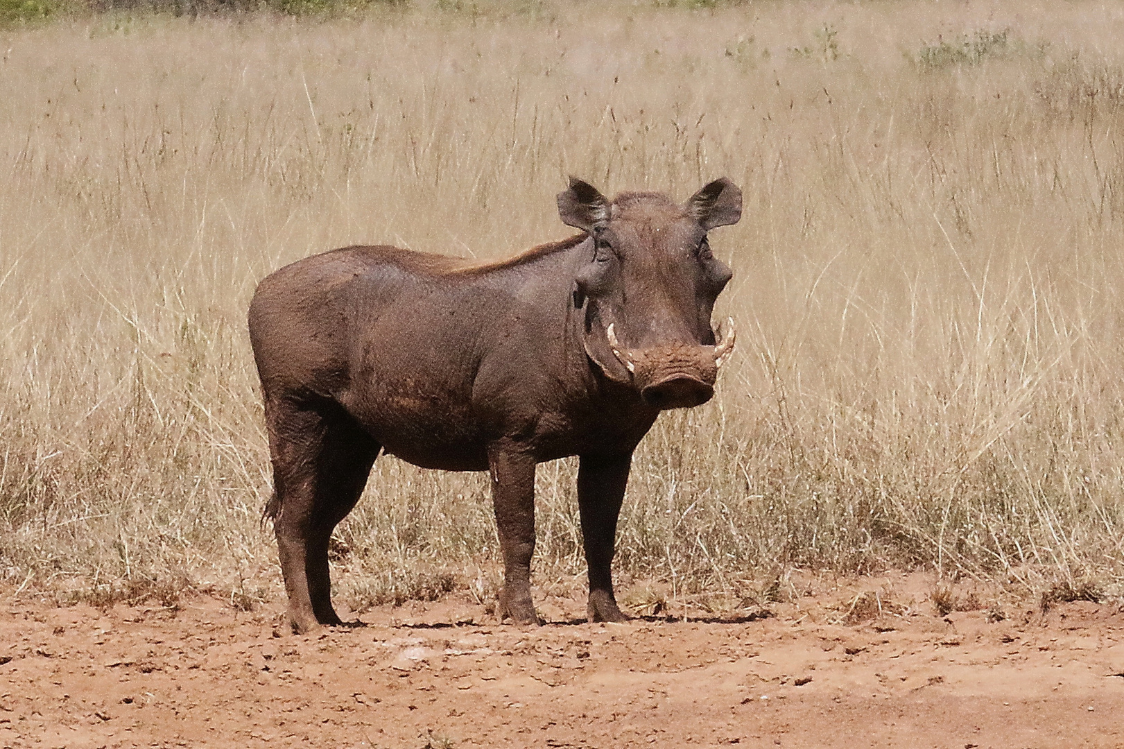 Warzenschwein - Bild 2