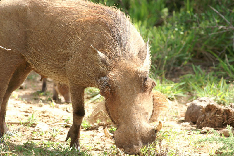 Warzenschwein