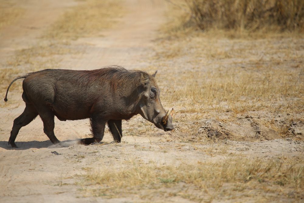 Warzenschwein