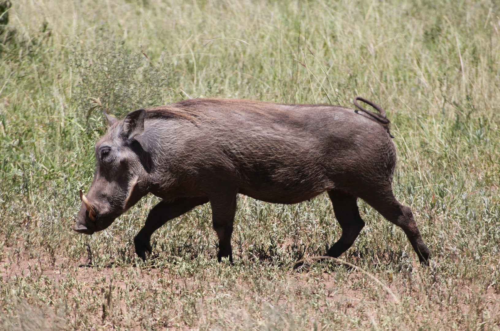 Warzenschwein Foto & Bild africa, eastern africa, tiere Bilder auf