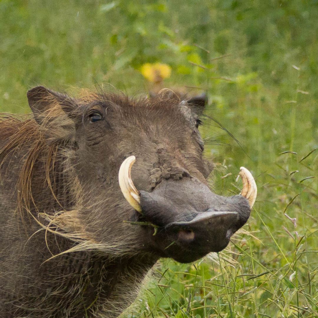 Warzenschwein Foto &amp; Bild | tiere, wildlife, natur Bilder auf fotocommunity