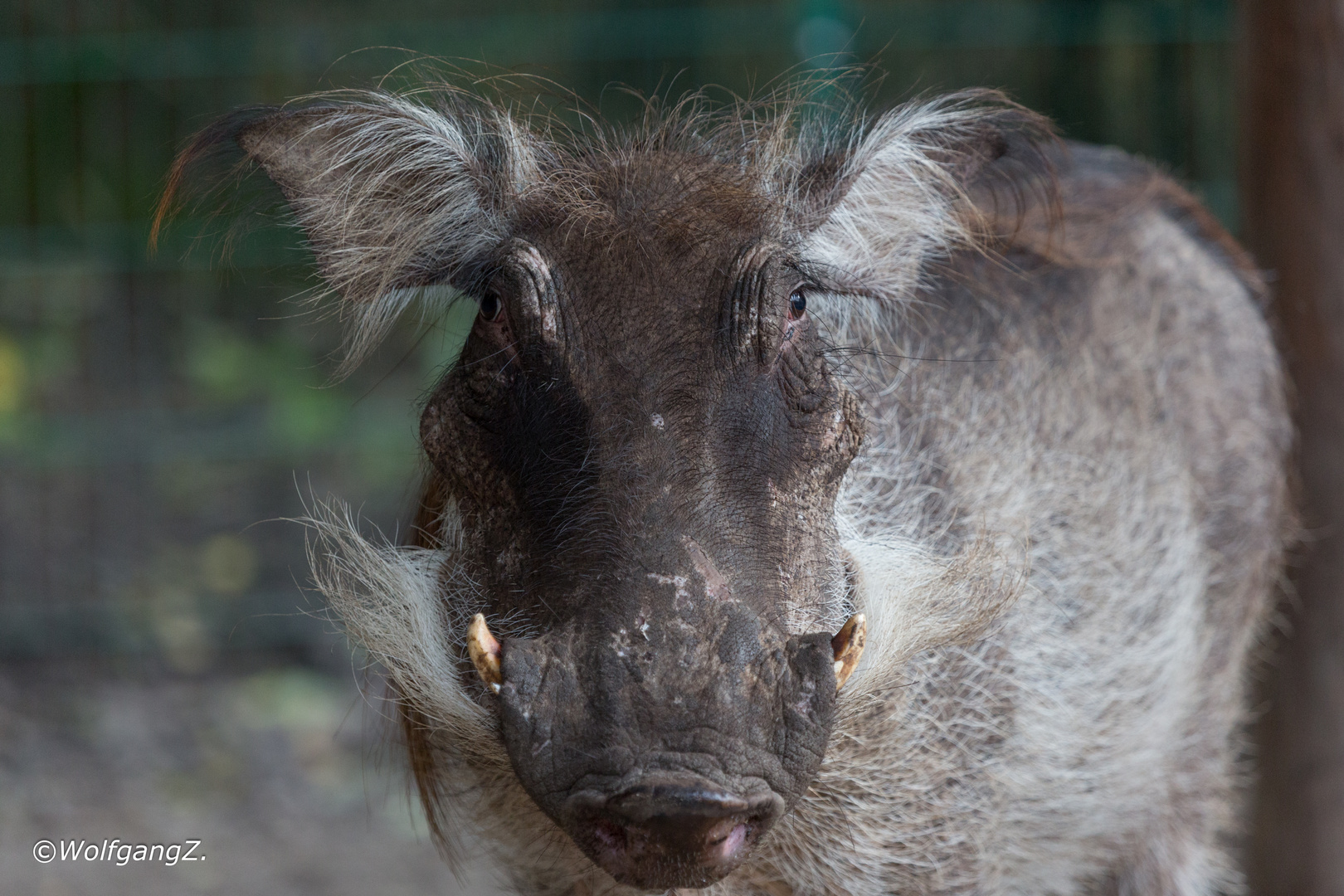 Warzenschwein