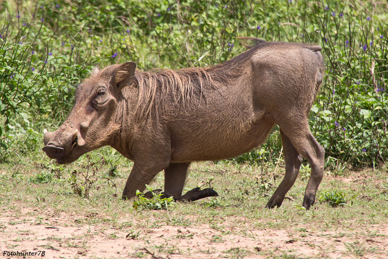 Warzenschwein