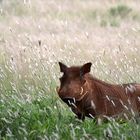 Warzenschwein