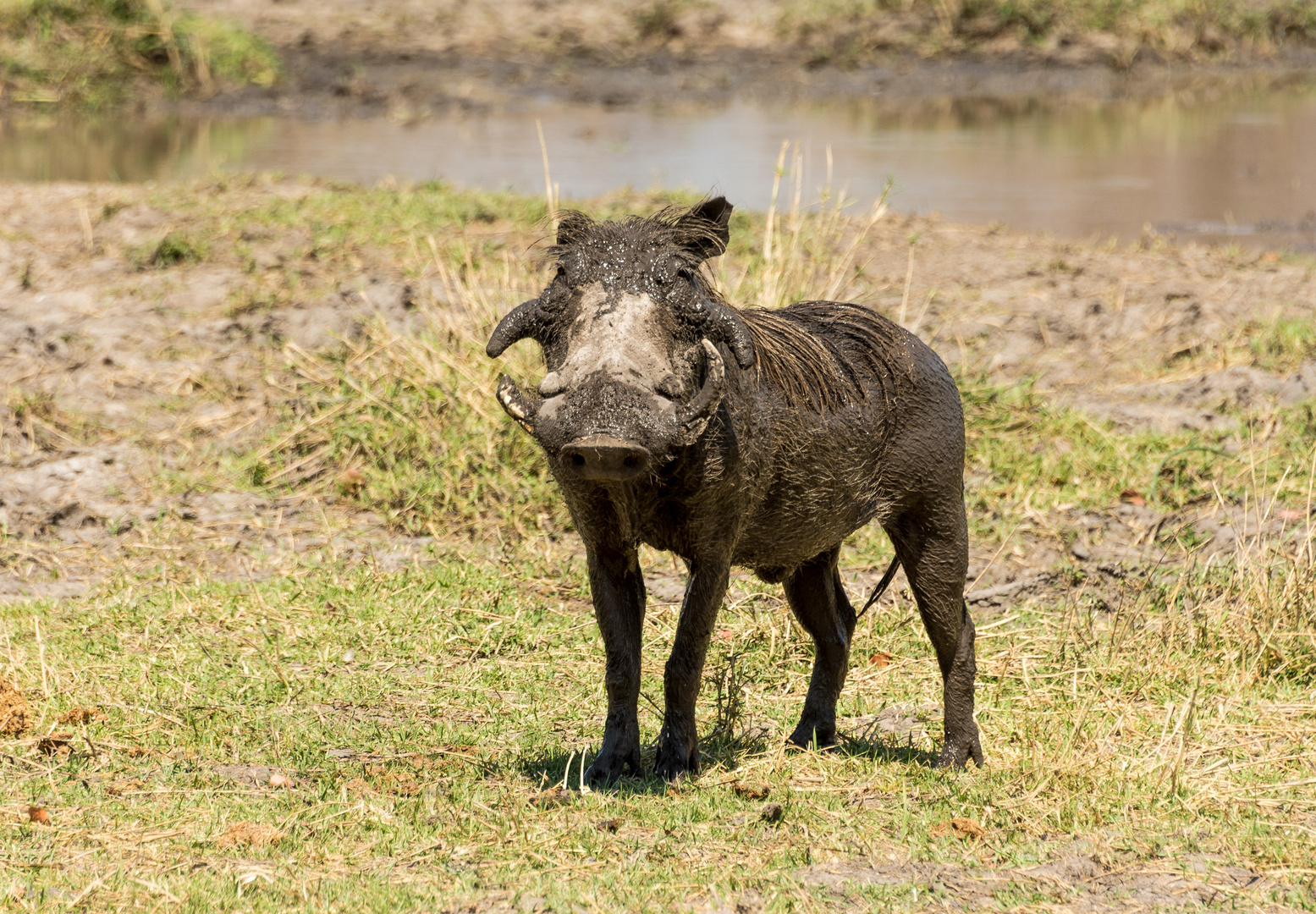 Warzenschwein, etwas verschlammt