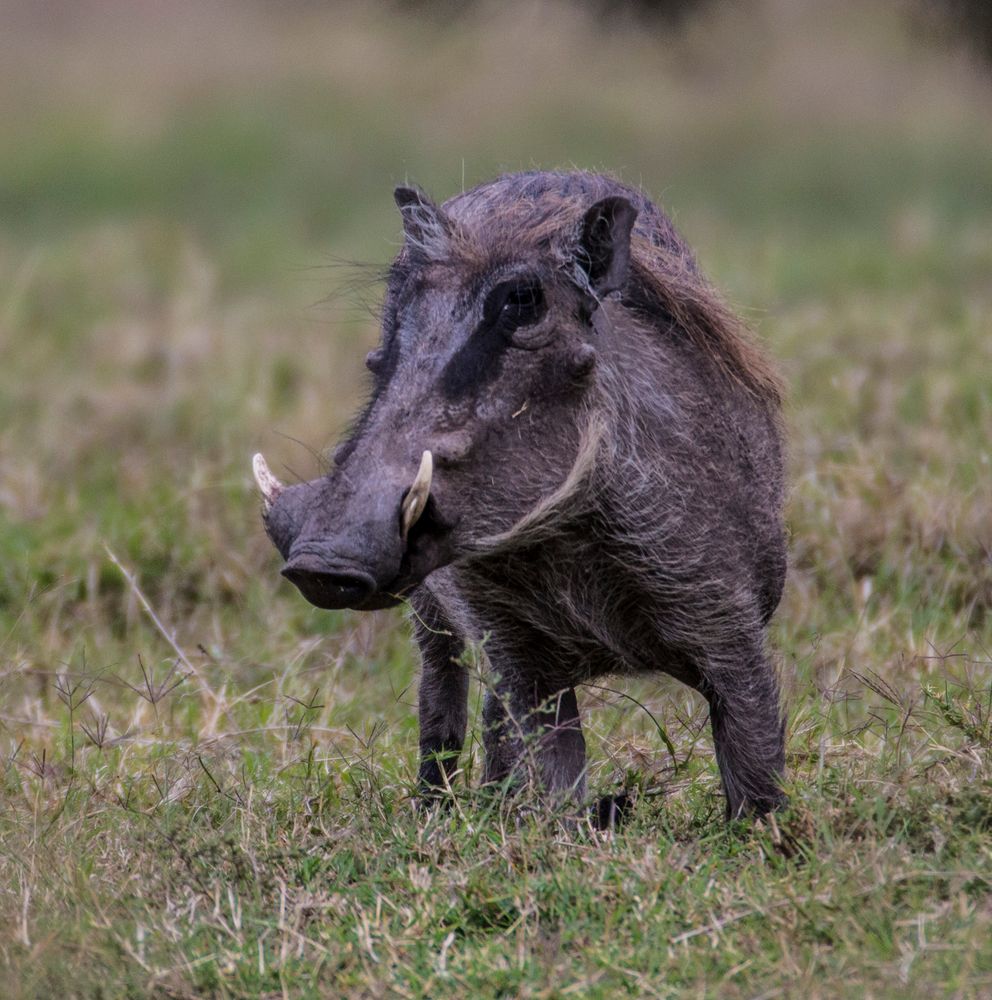 Warzenschwein