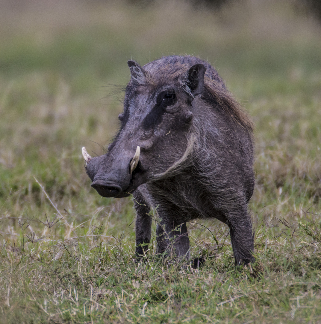 Warzenschwein