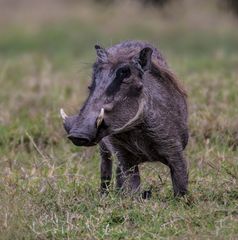 Warzenschwein