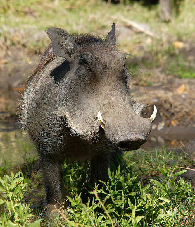Warzenschwein Foto &amp; Bild | tiere, wildlife, botswana Bilder auf ...