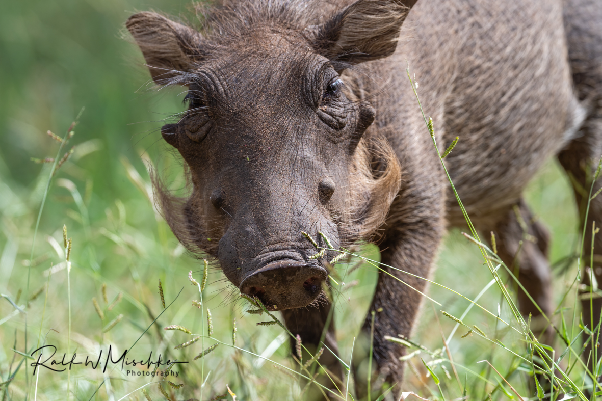 Warzenschwein