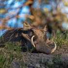 Warzenschwein im Bwabwata NP