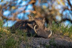 Warzenschwein im Bwabwata NP