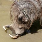 Warzenschwein im Opelzoo