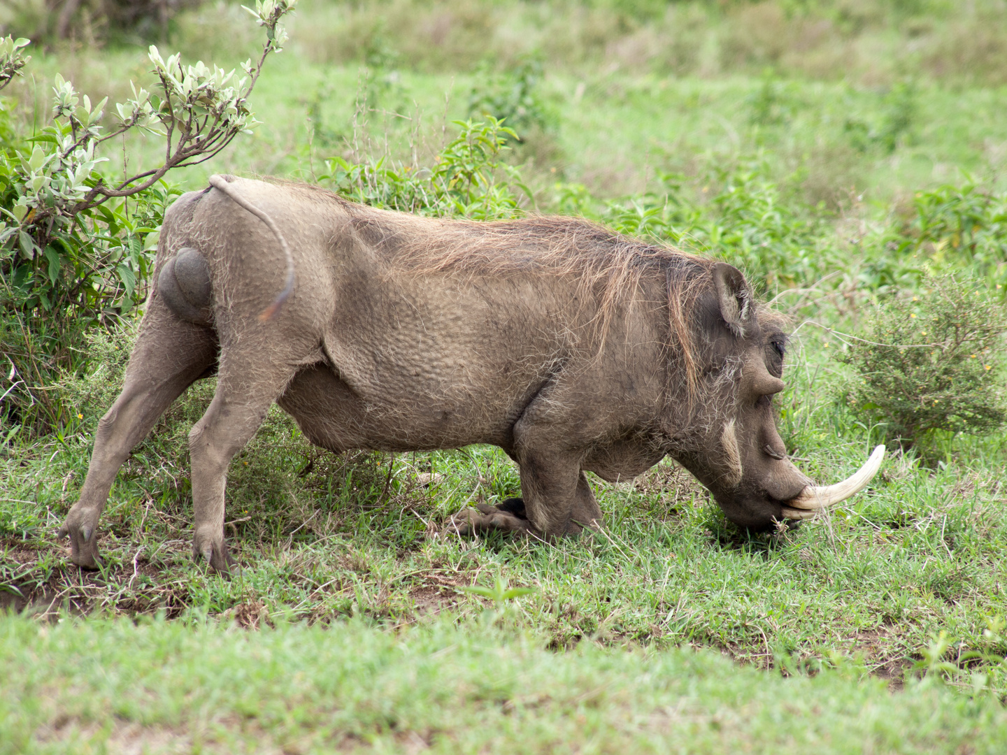 Warzenschwein in der freien Natur