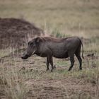 Warzenschwein in der Masai-Mara