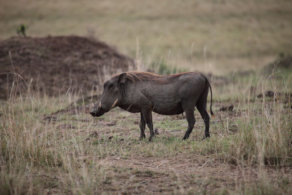 Warzenschwein in der Masai-Mara
