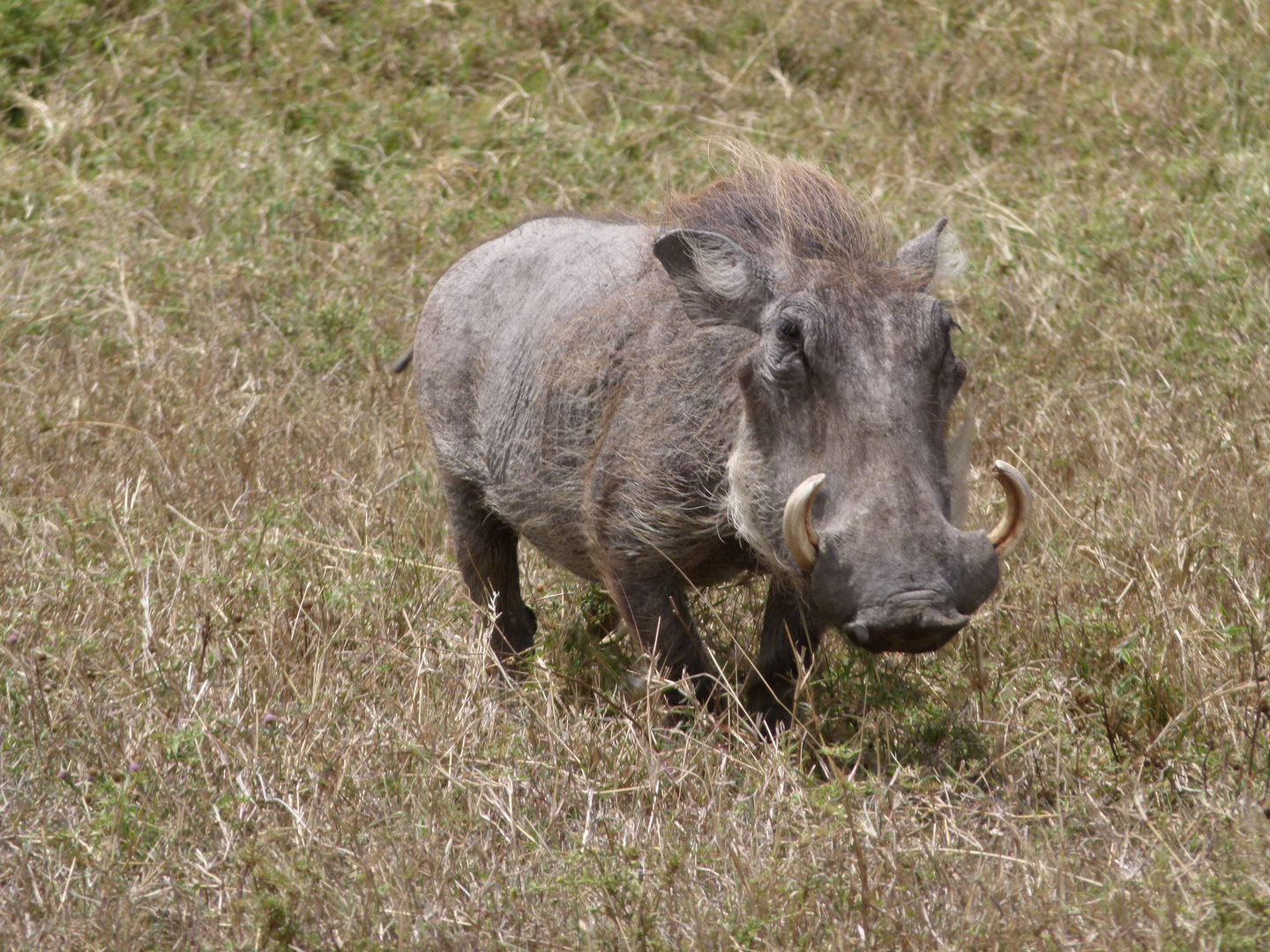 Warzenschwein in der Masai Mara
