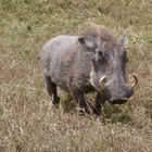 Warzenschwein in der Masai Mara