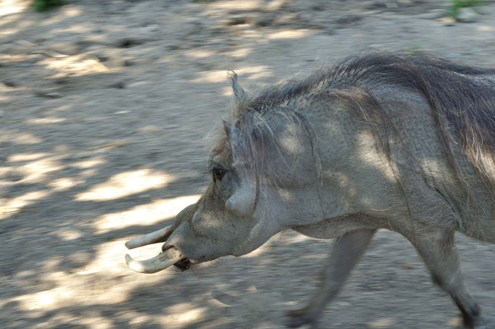 Warzenschwein in Eile