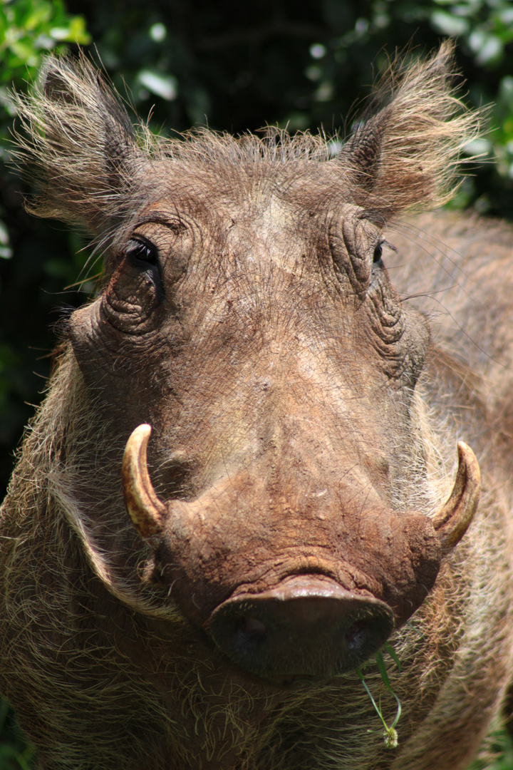 Warzenschwein in Kenia