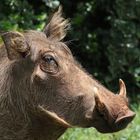 Warzenschwein in Kenia