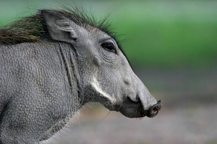 Warzenschwein in Namibia