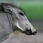 Warzenschwein in Namibia