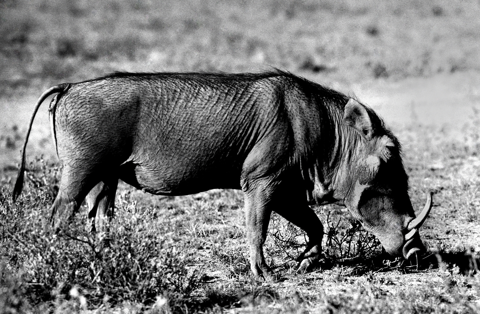 Warzenschwein in Tsavo