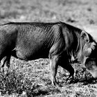 Warzenschwein in Tsavo