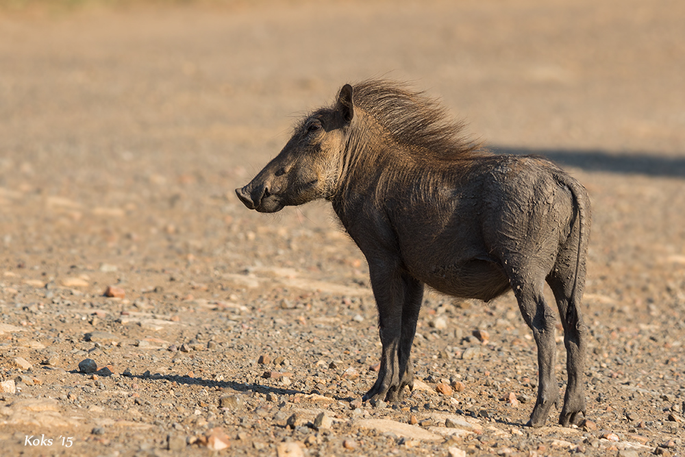 Warzenschwein junior