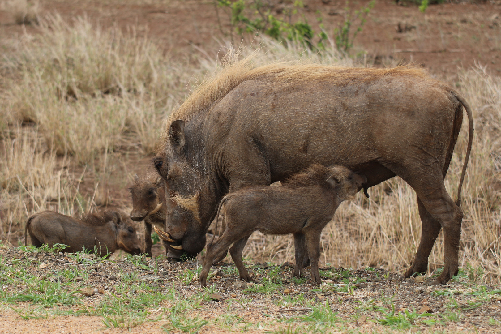 Warzenschwein mit Jungem