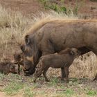 Warzenschwein mit Jungem