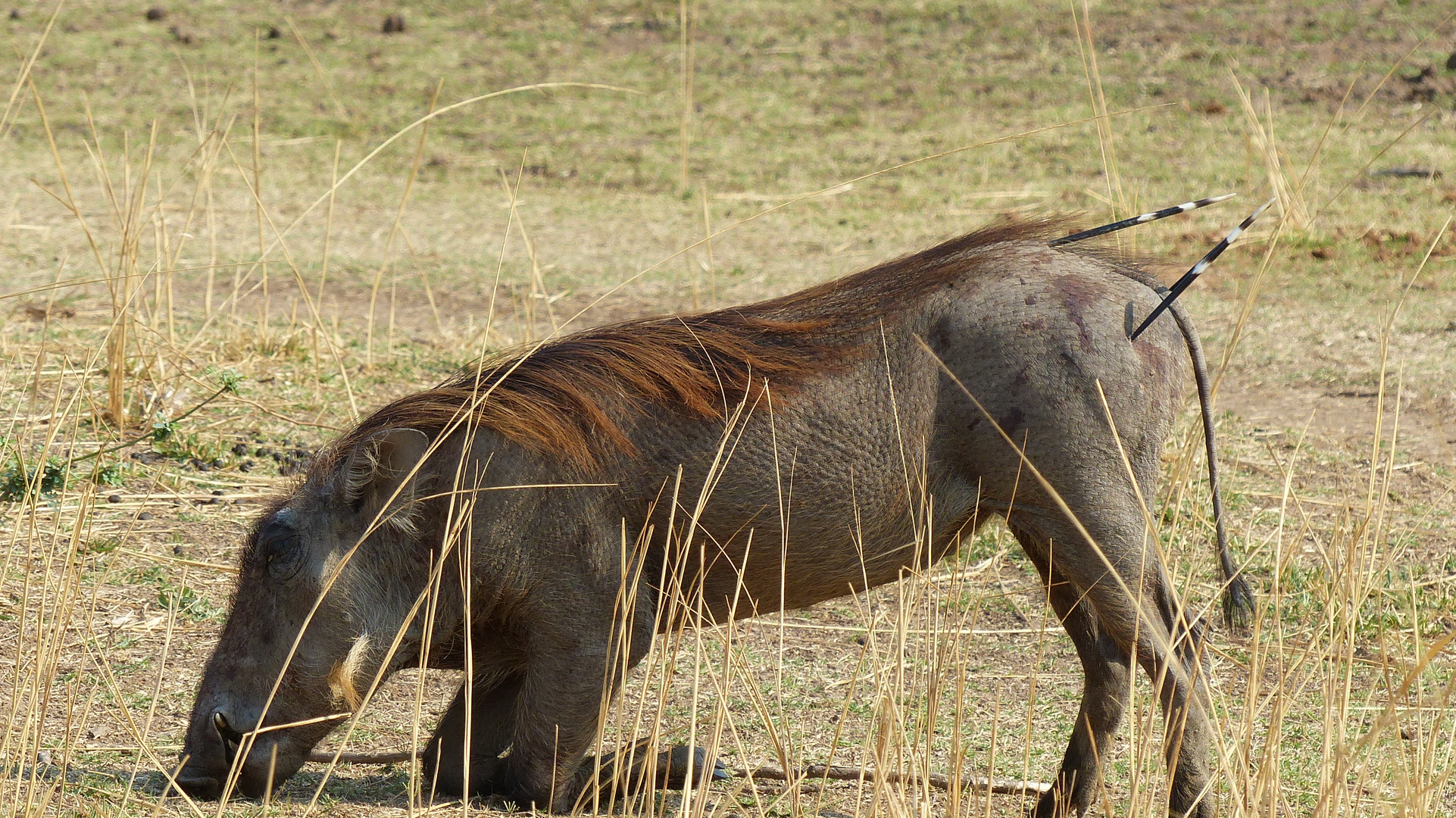 Warzenschwein mit Stachelschweinborsten - Süd Luangwa