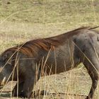 Warzenschwein mit Stachelschweinborsten - Süd Luangwa