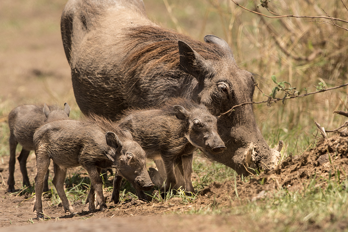 Warzenschwein Mutter mit ihhrem Nachwuchs