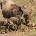 Warzenschwein Mutter mit ihhrem Nachwuchs